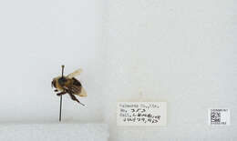 صورة Bombus bimaculatus Cresson 1864