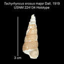 Image of Tachyrhynchus erosus major Dall 1919