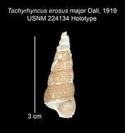 Image of Tachyrhynchus erosus major Dall 1919