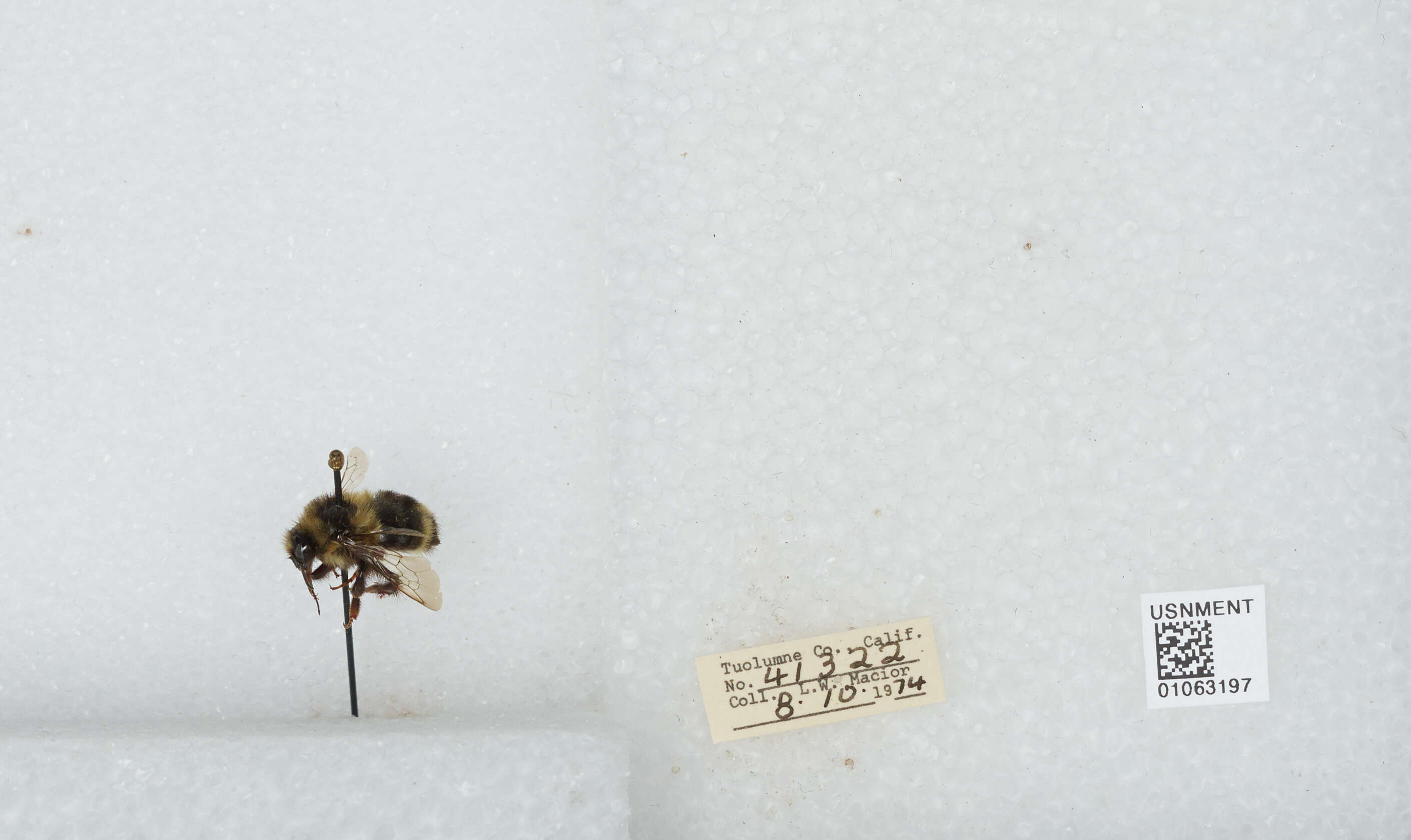 Image of Two Form Bumble Bee