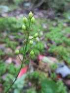 Image of yellow screwstem