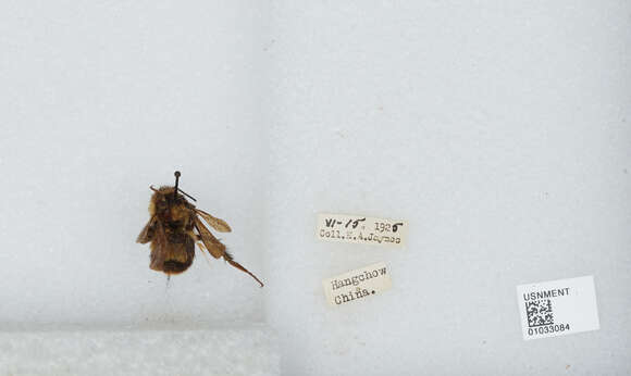 Image of Bombus trifasciatus Smith 1852