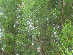 Juniperus virginiana var. silicicola (Small) E. Murray的圖片