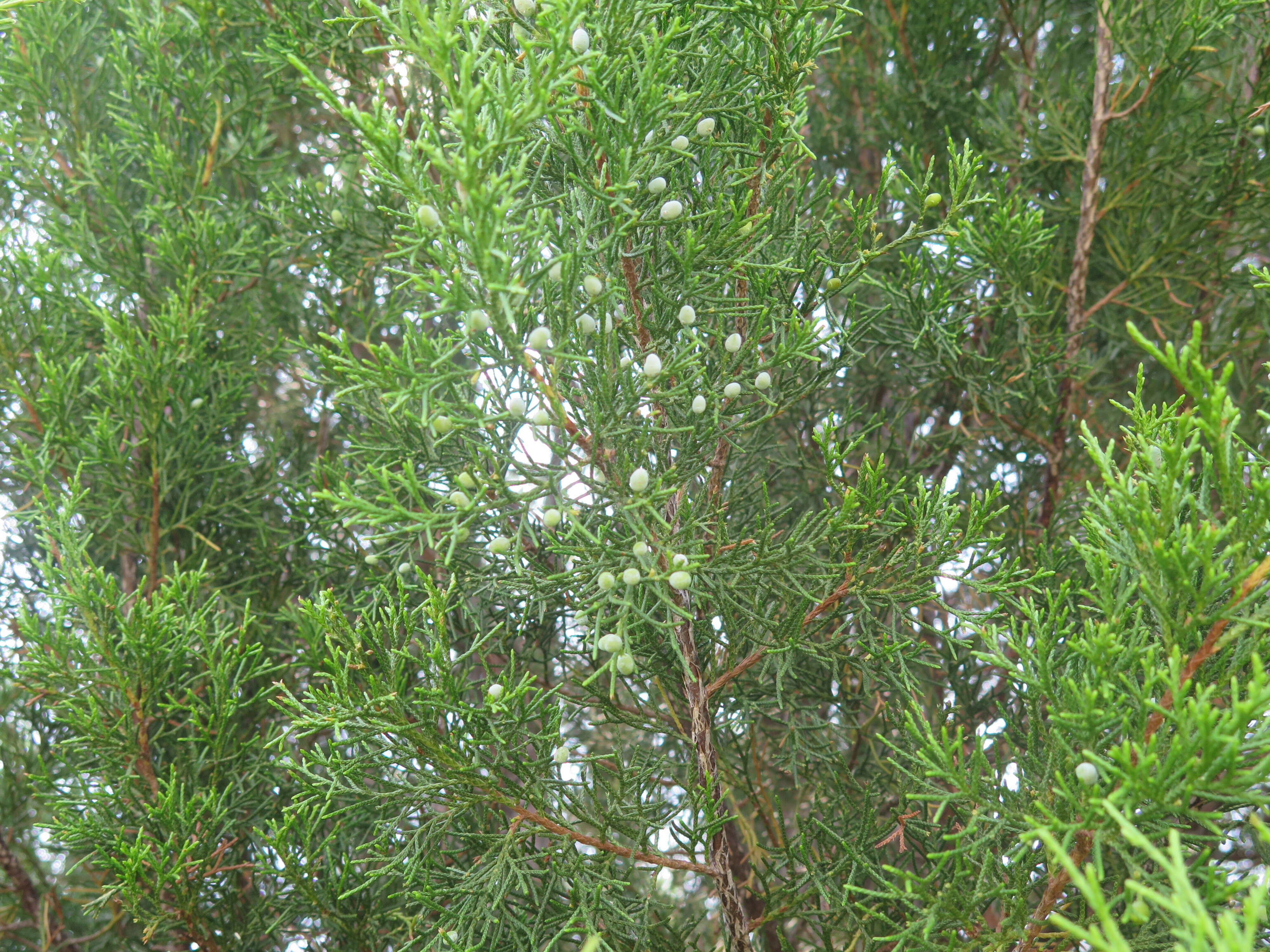 Imagem de Juniperus virginiana var. silicicola (Small) E. Murray