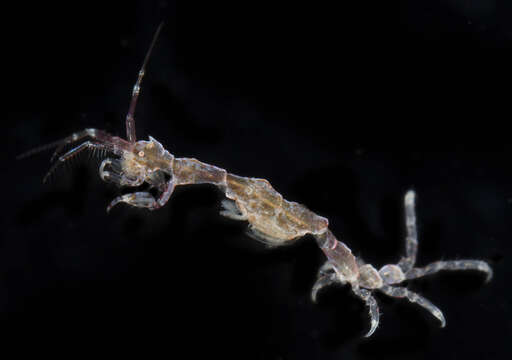 Image of Amphipod