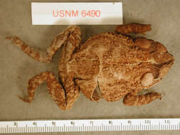 Image of Southern Round-gland Toad