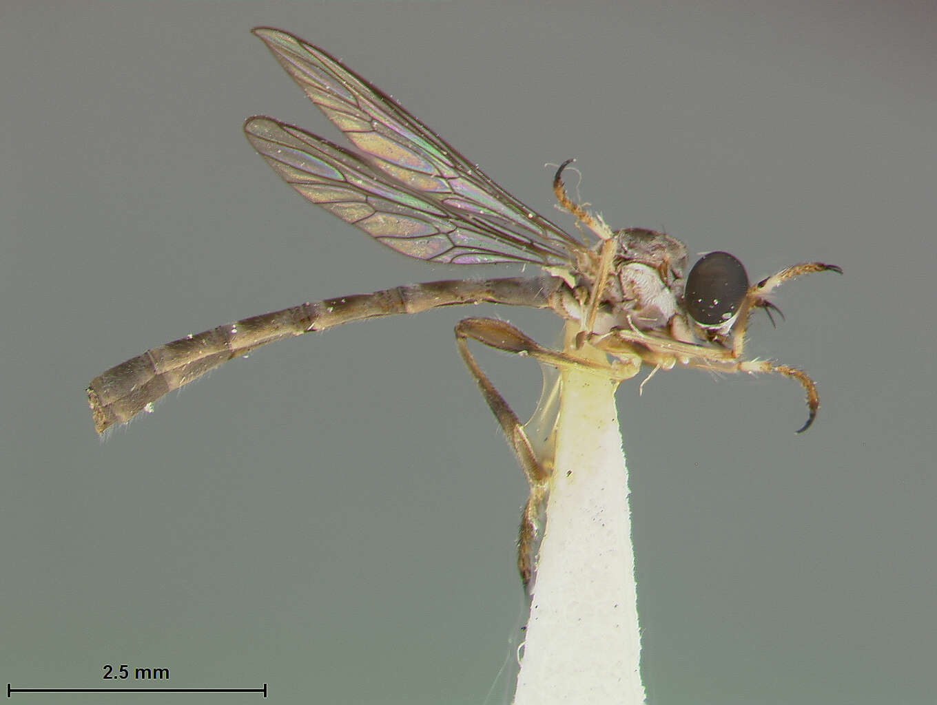 Image of Beameromyia graminicola Farr 1963