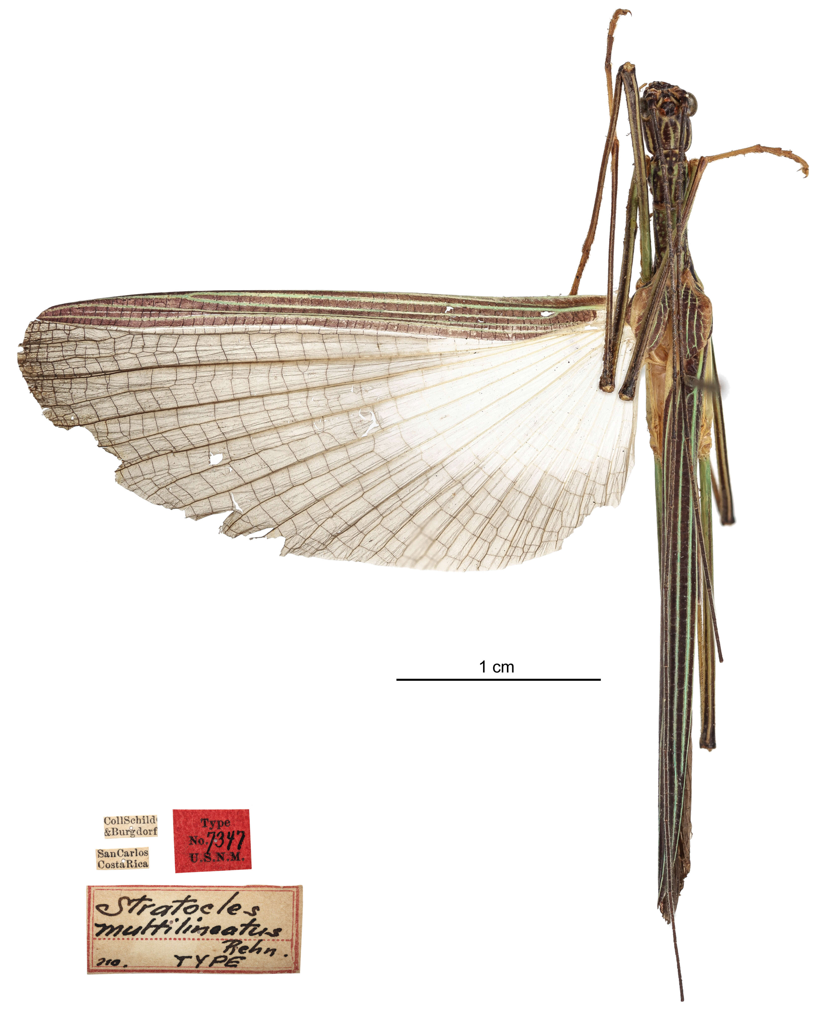 Image of Parastratocles multilineatus (Rehn & J. A. G. 1904)