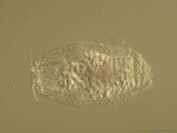 Image of loriciferans