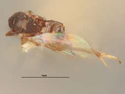 Image of Homalotylus terminalis (Say 1829)