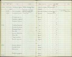 Smithornis capensis meinertzhageni Van Someren 1919的圖片