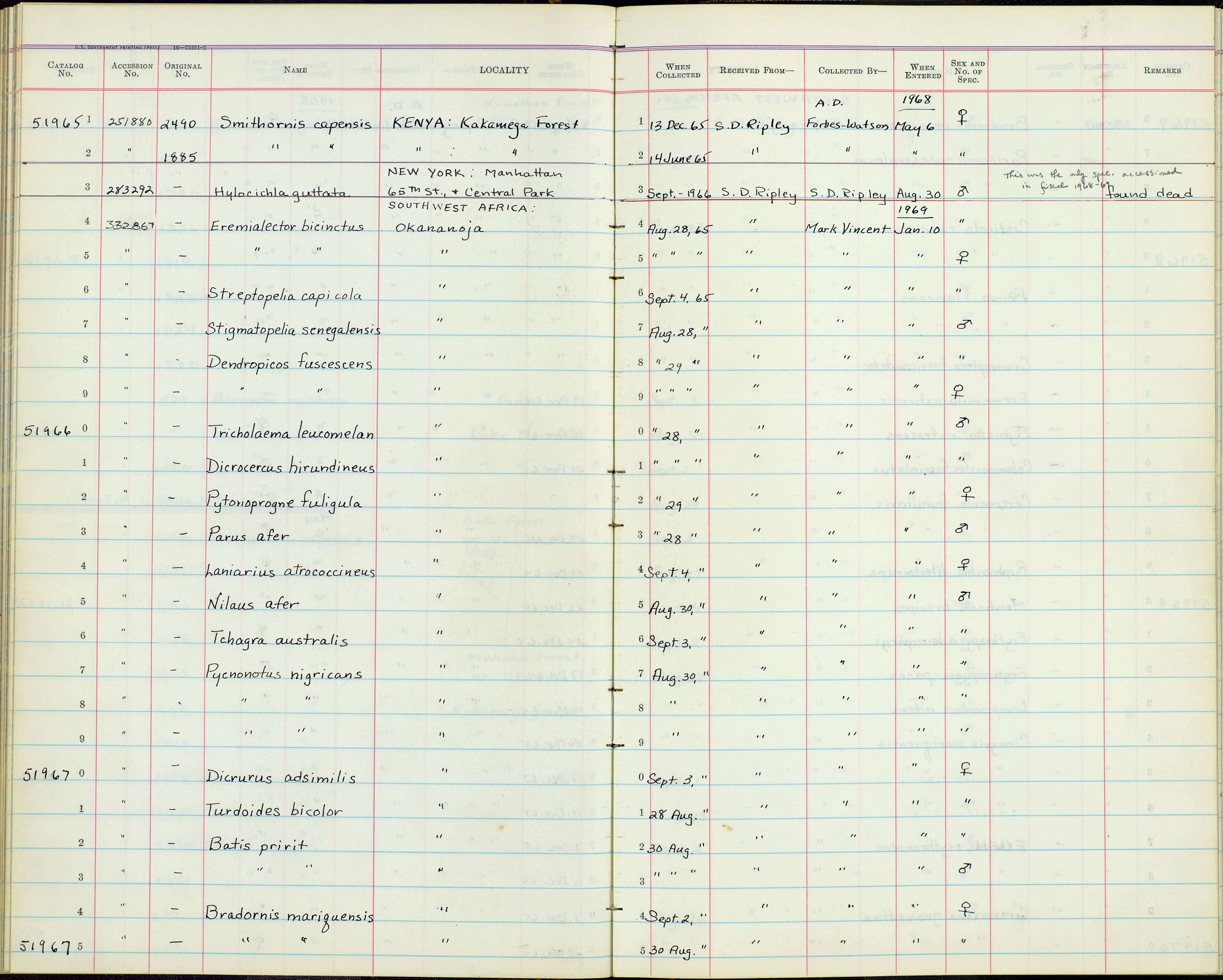 Smithornis capensis meinertzhageni Van Someren 1919的圖片