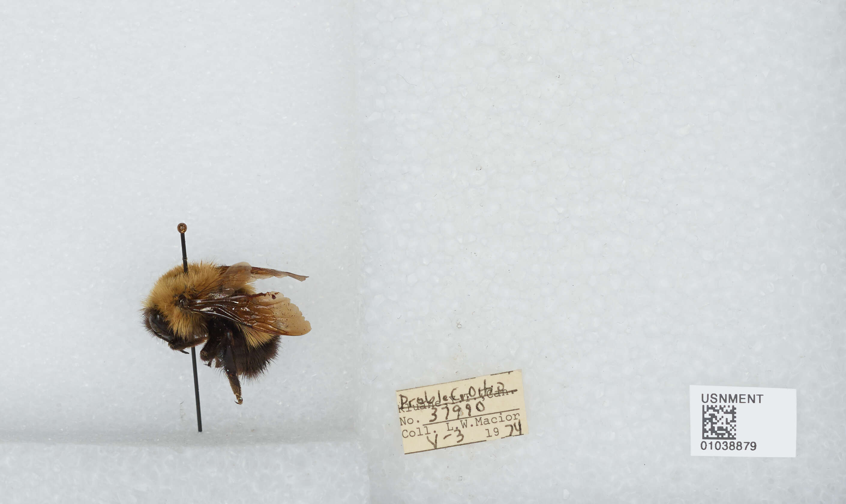 Слика од Bombus perplexus Cresson 1864