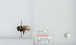 Image of Yellow Bumblebee