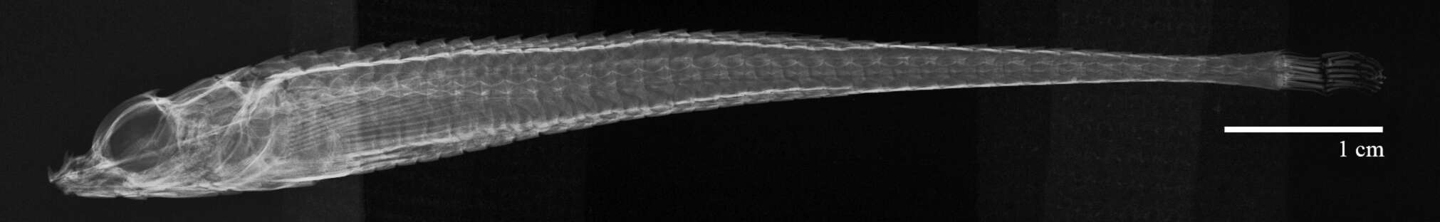 Image of Odontopyxis