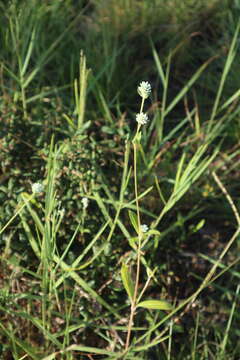 Gomphrena serrata L. resmi