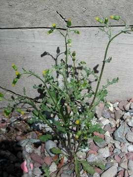 Image of groundsel