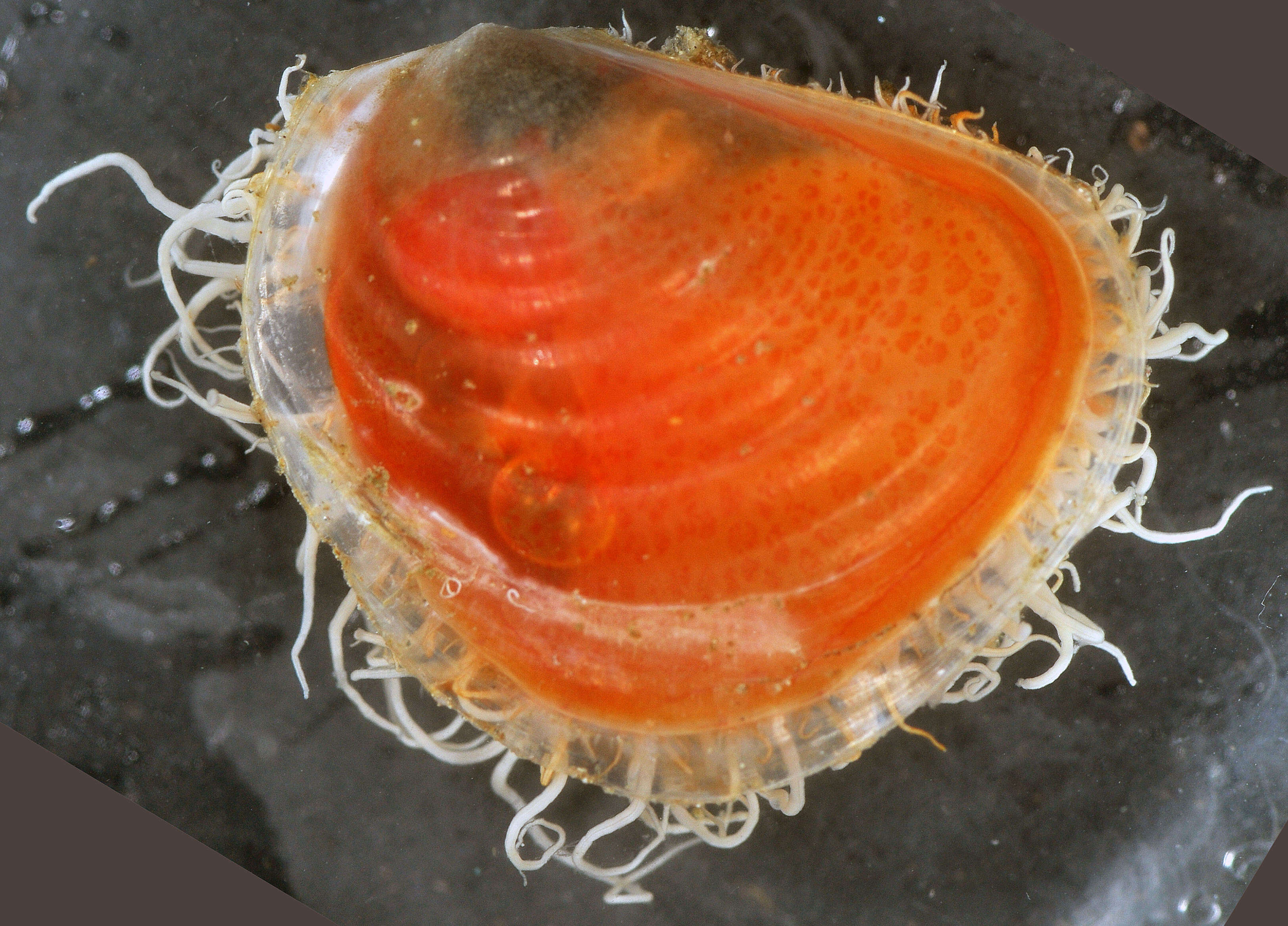 Image of Mantellina translucens Harasewych & Tëmkin 2015