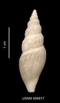 Image of Antarctospira angusteplicata (Strebel 1905)