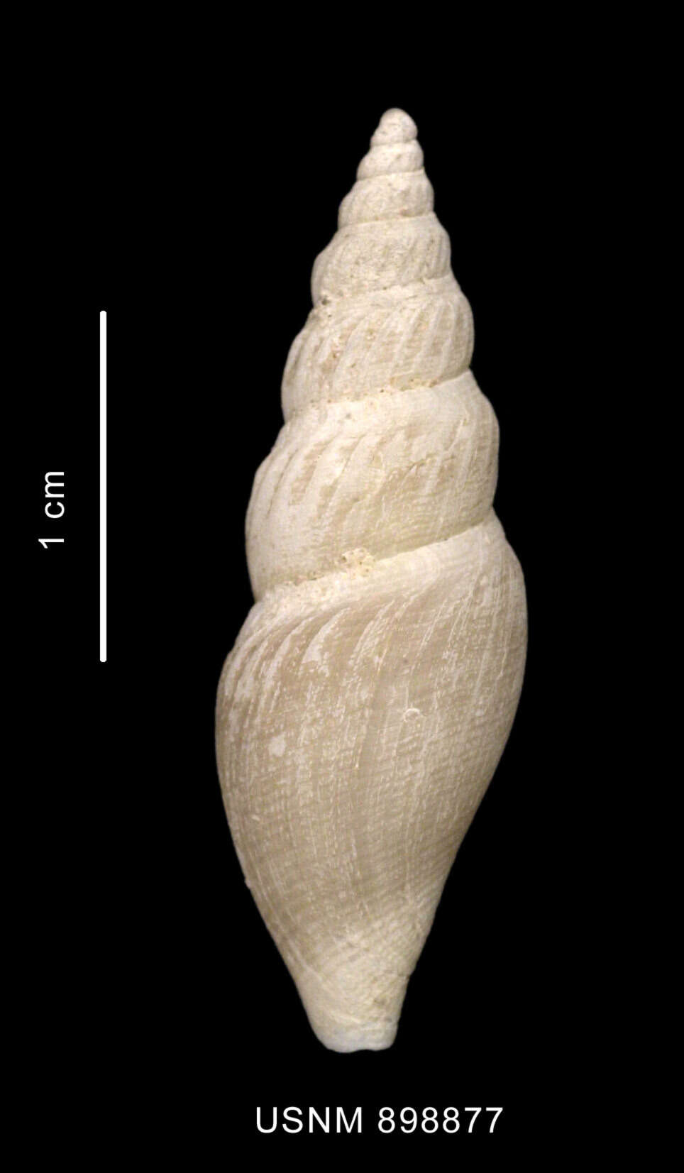 Image of Antarctospira angusteplicata (Strebel 1905)