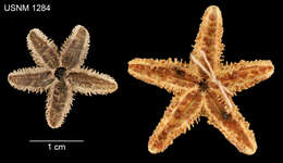 Image de Asterias rugispina Stimpson 1862