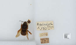 Слика од Bombus eximius Smith 1852