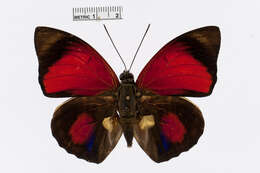 Image of Agrias sardanapalus Bates 1860