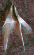 Image of pink scaled squid