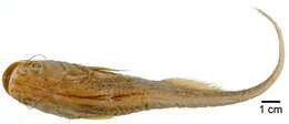 Image of Acheloos catfish