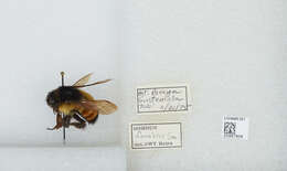 Image of Bombus ephippiatus Say 1837