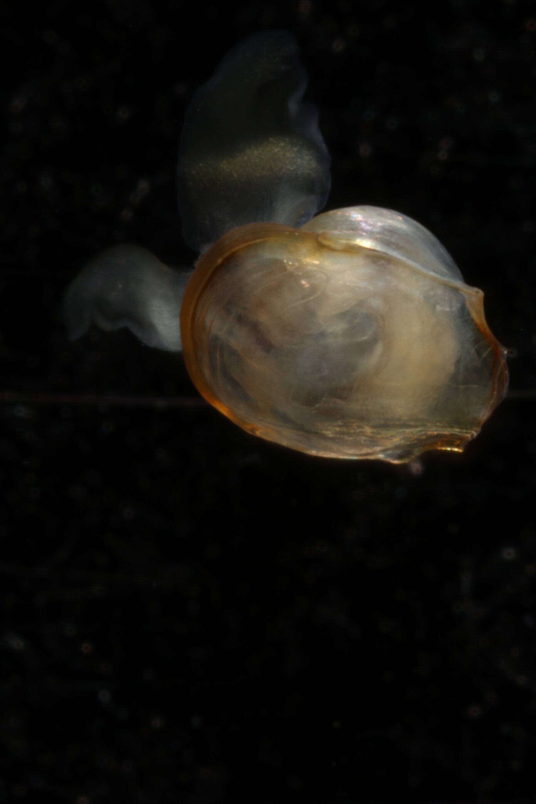 Image of Telodiacria Rampal 2019