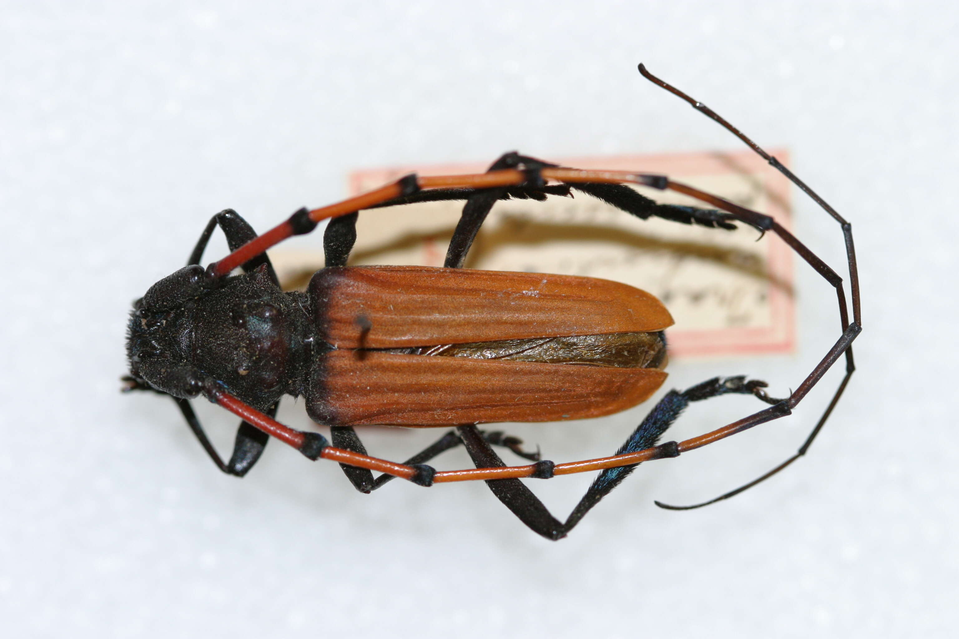 Image of Long-horned beetle