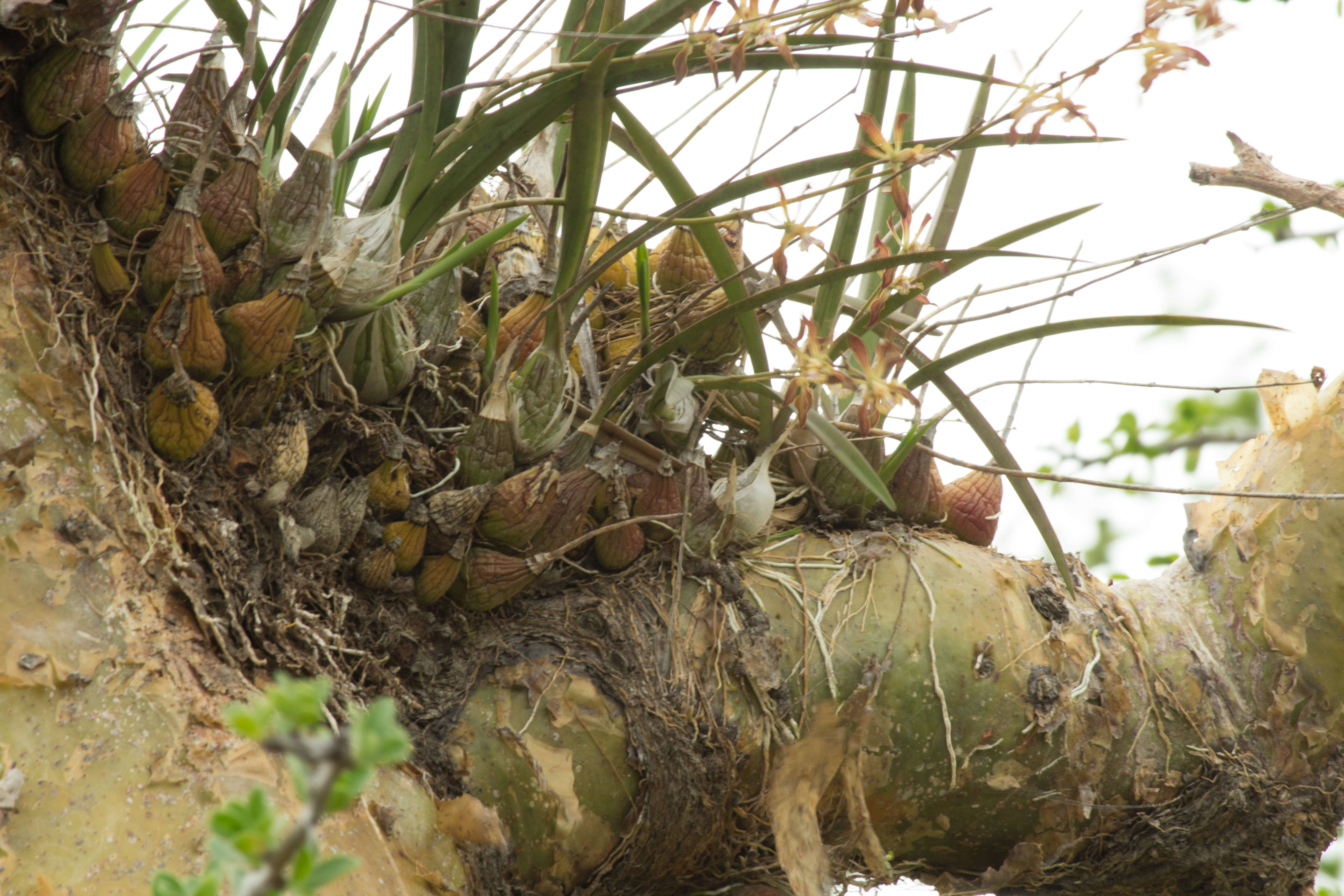 Image of Encyclia adenocarpa (Lex.) Schltr.