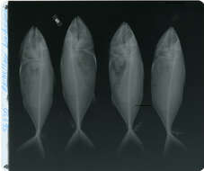 Image of Short Mackerel