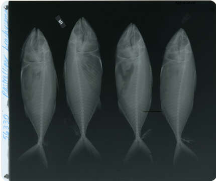 Imagem de Rastrelliger brachysoma (Bleeker 1851)