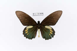 Papilio belus resmi
