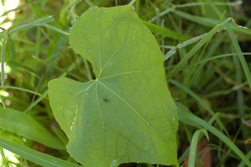 Sechium edule resmi