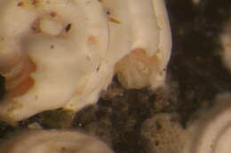 Image of Serpulidae
