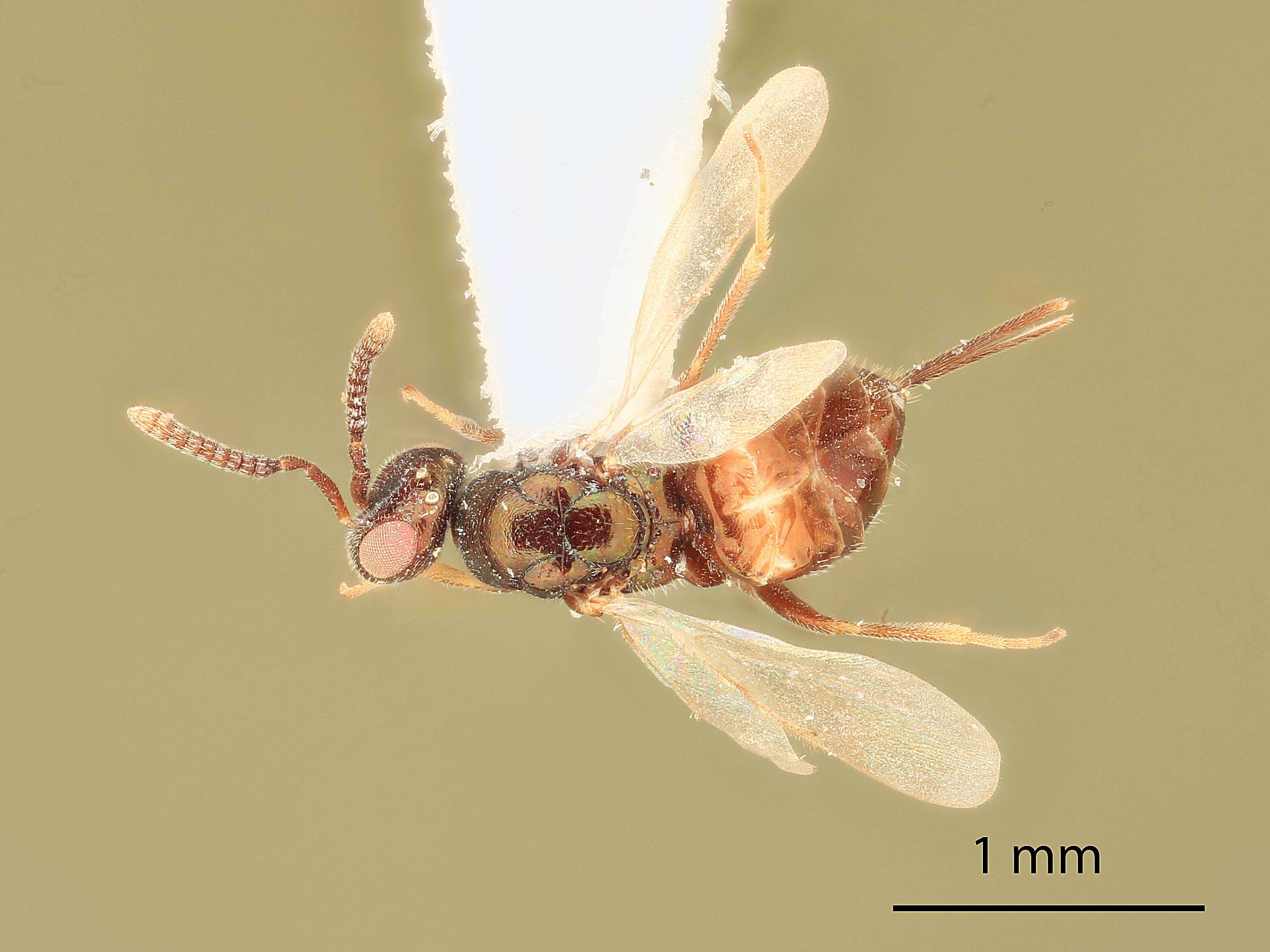 Image of Microdontomerus westcotti Grissell 2005