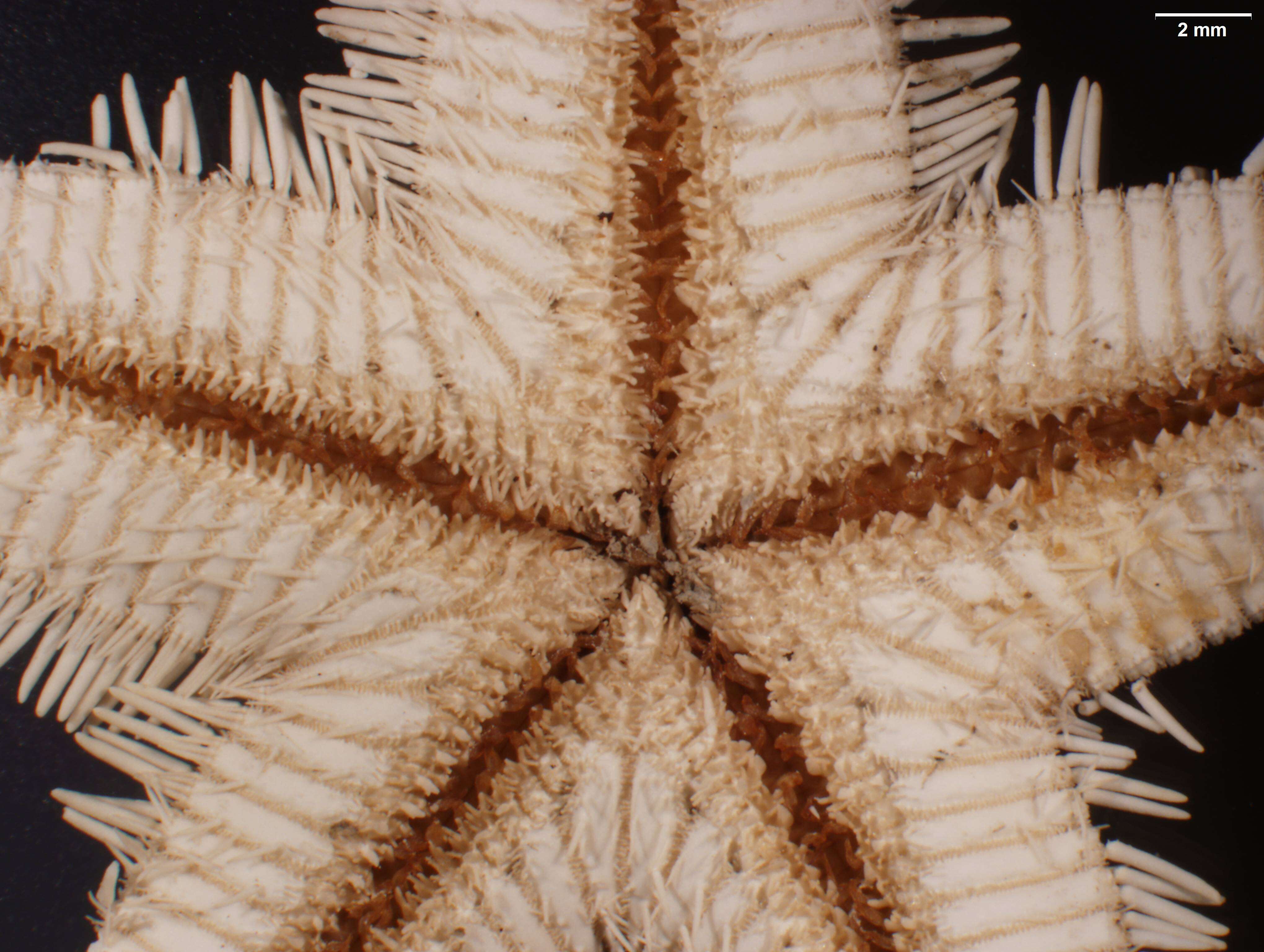 Image of Astropecten marginatus Gray 1840