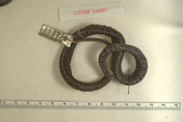 Image of Mexican Brown Snake