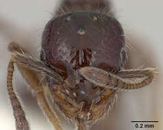 Image of Monomorium trageri Du Bois 1986