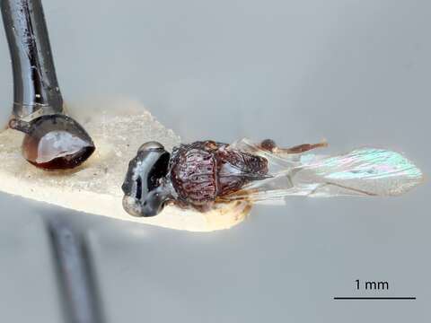 Image of Acanthaegilips braziliensis