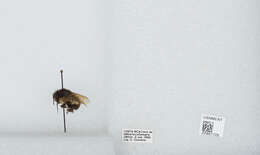 Image of Bombus ephippiatus Say 1837