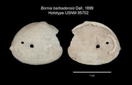 Image of Solecardia barbadensis (Dall 1899)