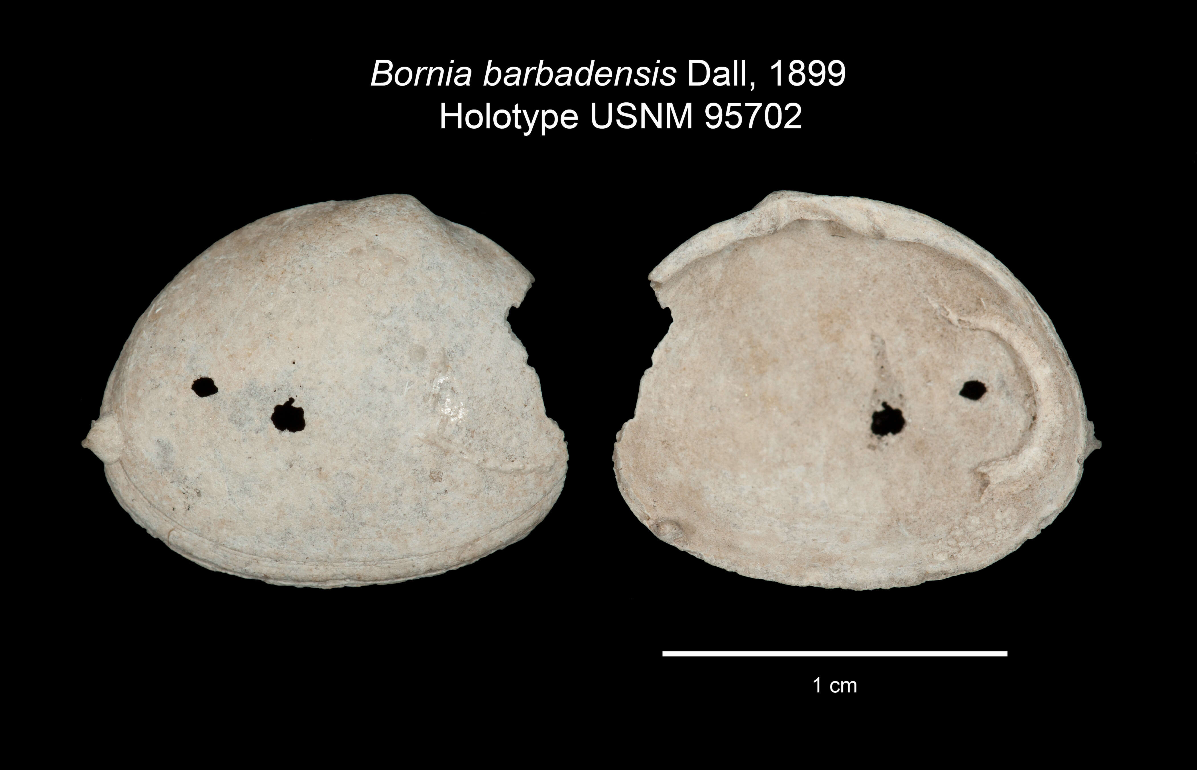 Image de Solecardia barbadensis (Dall 1899)