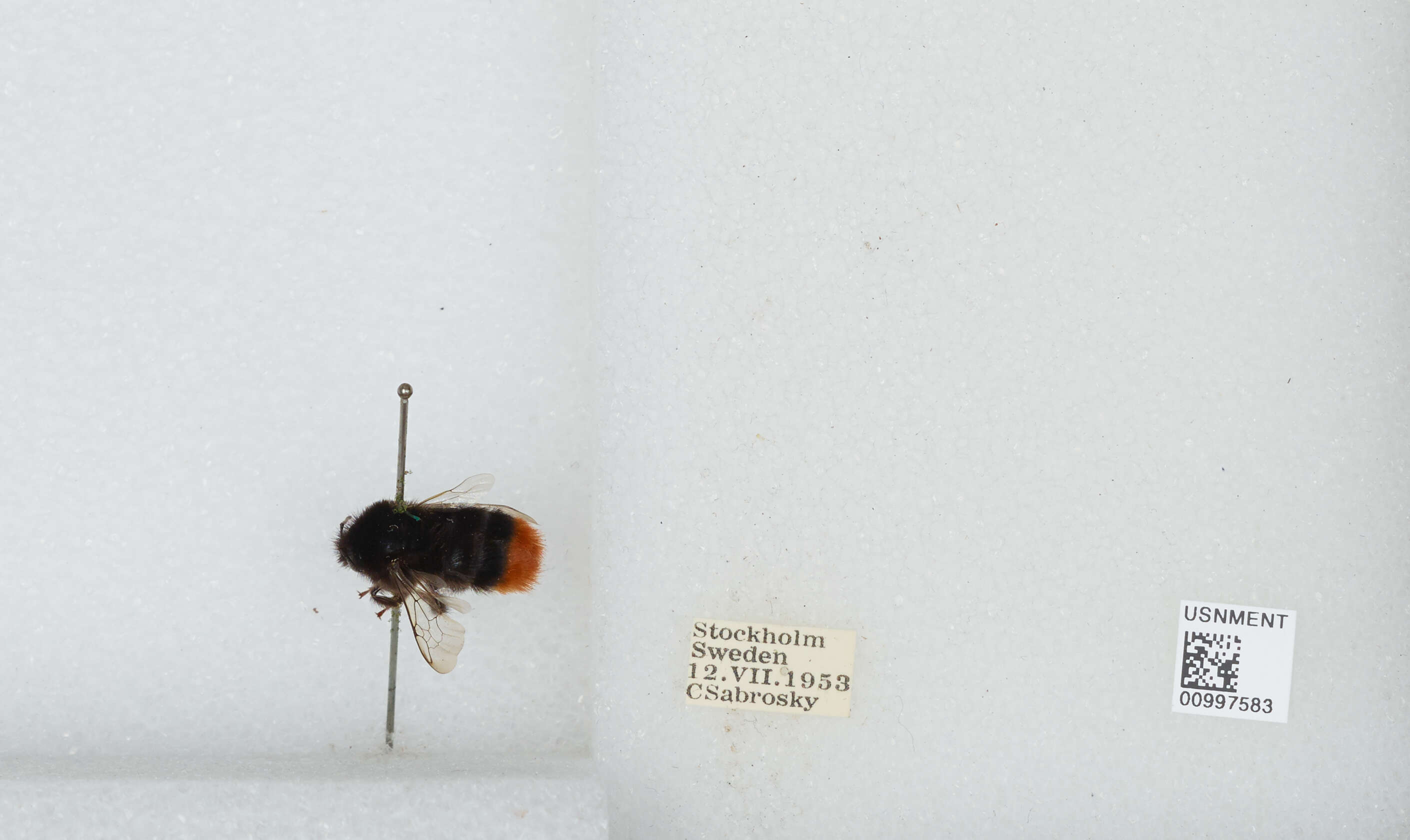 Image of Red tailed bumblebee