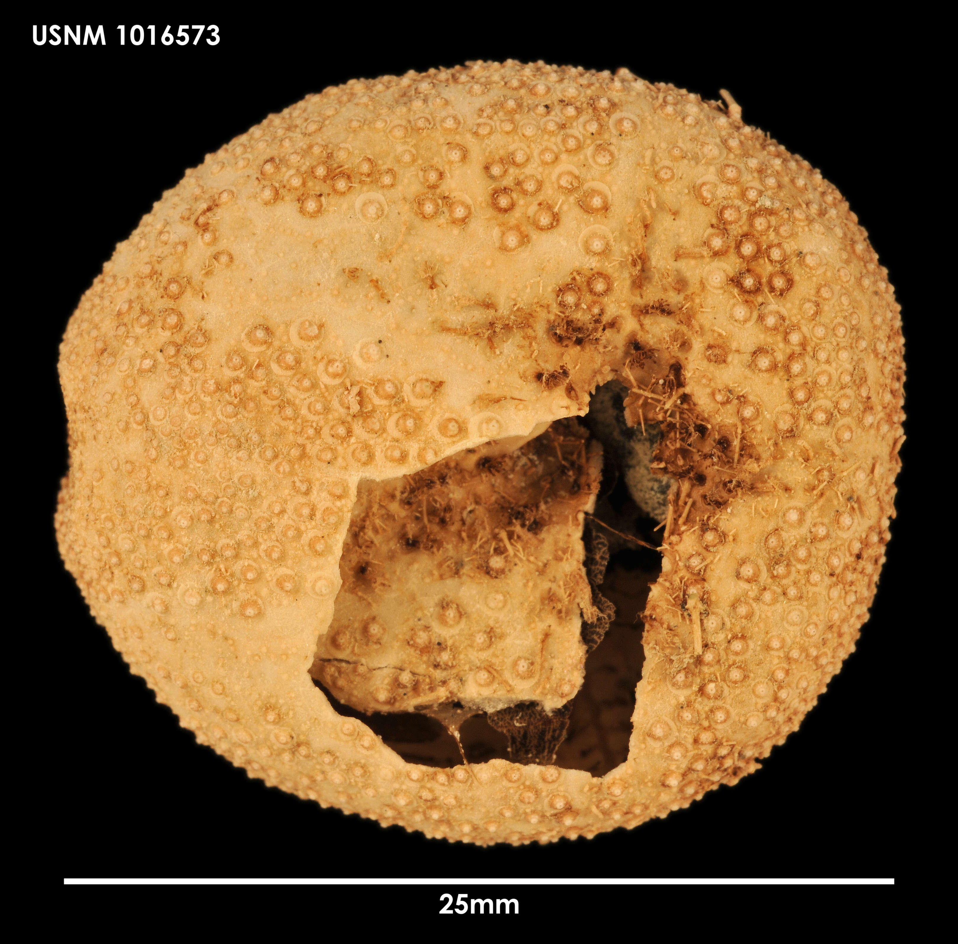 Image of <i>Amphipneustes koehleri</i>