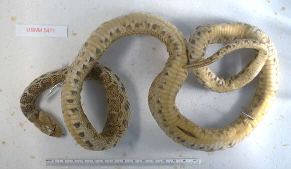 Image of Bullsnake