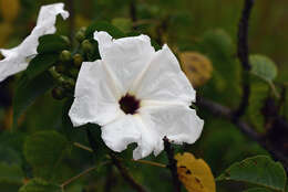 Image of tree morning glory